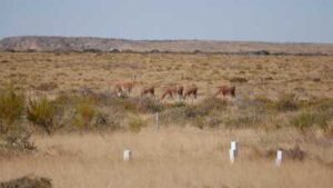 Alianza de la FUNDACIÓN PATAGONIA NATURAL y Genneia
