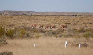 Alianza de la FUNDACIÓN PATAGONIA NATURAL y Genneia