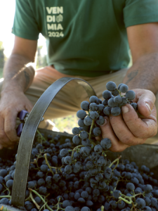 Domaine Bousquet