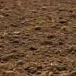 Syngenta agricultura regenerativa